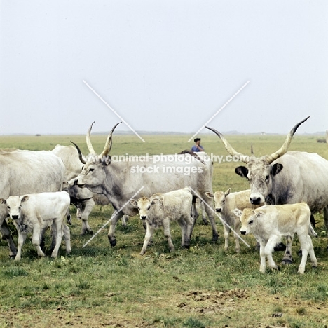 hungarian grey cattle herd, on hortobágy puszta,