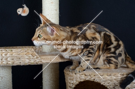 marble Bengal cat crouched on a scratch post, black background