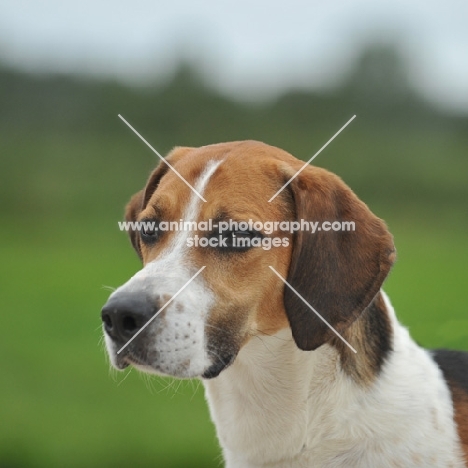 english foxhound head study