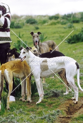 Cyprus Greyhound, old newly recognised breed that still hunts hare today