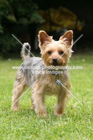 Yorkshire Terrier