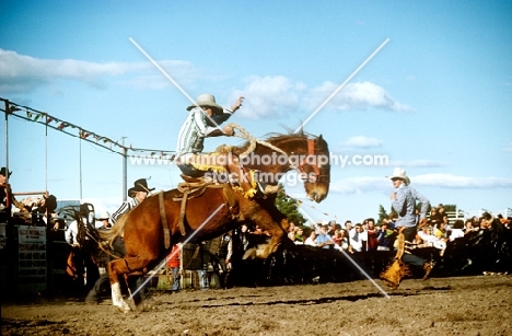 bucking bronco at a queensland rodeo, australia