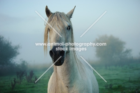 Andalusian in foggy field.