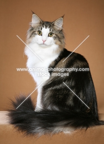 Norwegian Forest Cat on beige background