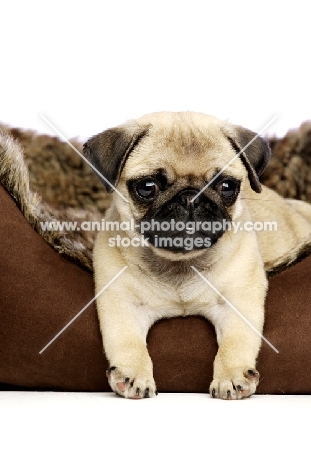 Pug puppy lying in bed