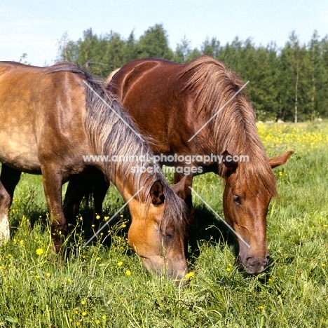 two Finnish Horses grazing in finland