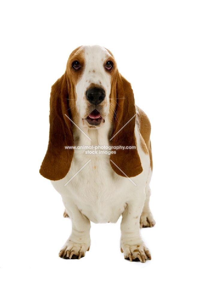 basset hound front view on a white background