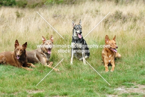 four american indian dogs
