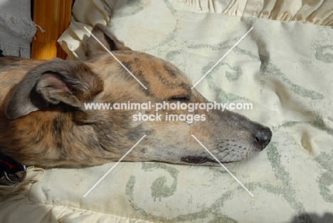 greyhound, ex racer, all photographer's profit from this image go to greyhound charities and rescue organisations