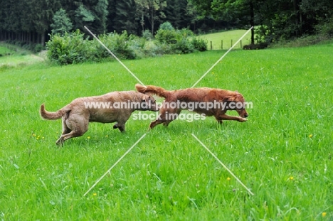 Chesapeake Bay Retriever dog and working Golden Retriever bitch