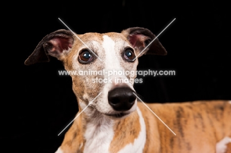 Whippet portrait on black background