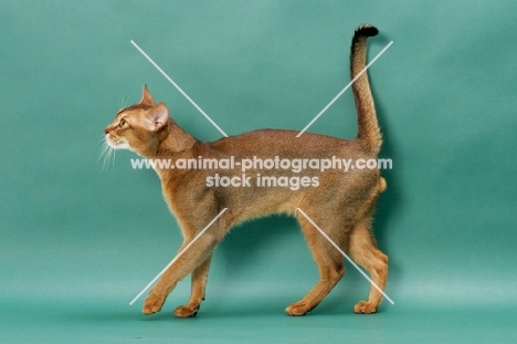Ruddy Abyssinian, side view, on green background