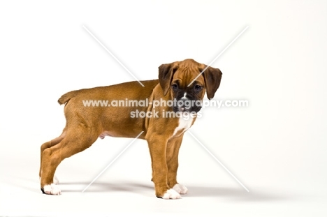 Boxer pup standing on white background.