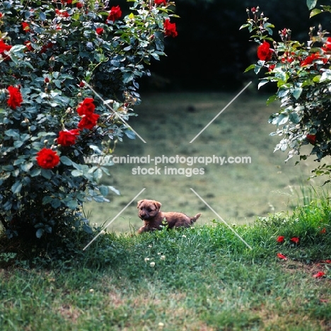norfolk terrier puppy at 10 weeks, with roses