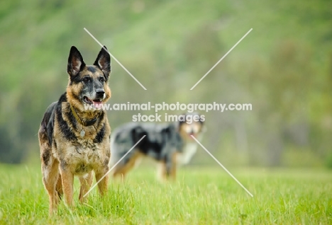 German Shepherd Dog with Australian Shepherd in the background 