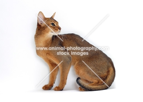 female, ruddy Abyssinian sitting on white background