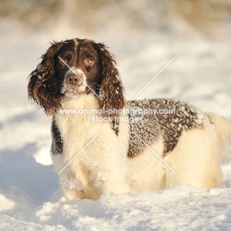 English Springer Spaniel in winter