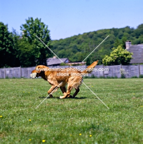standerwick franklin, working type golden retriever galloping on grass carrying a dummy 