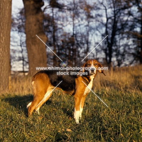 finnish hound standing in woods
