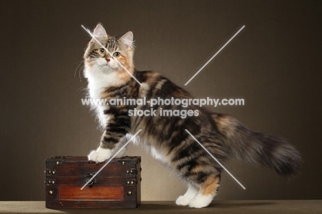 Siberian cat, standing on box
