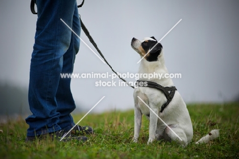 mongrel dog on a leash, sitting in front of owner
