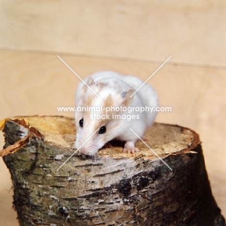 piebald hamster on a tree stump