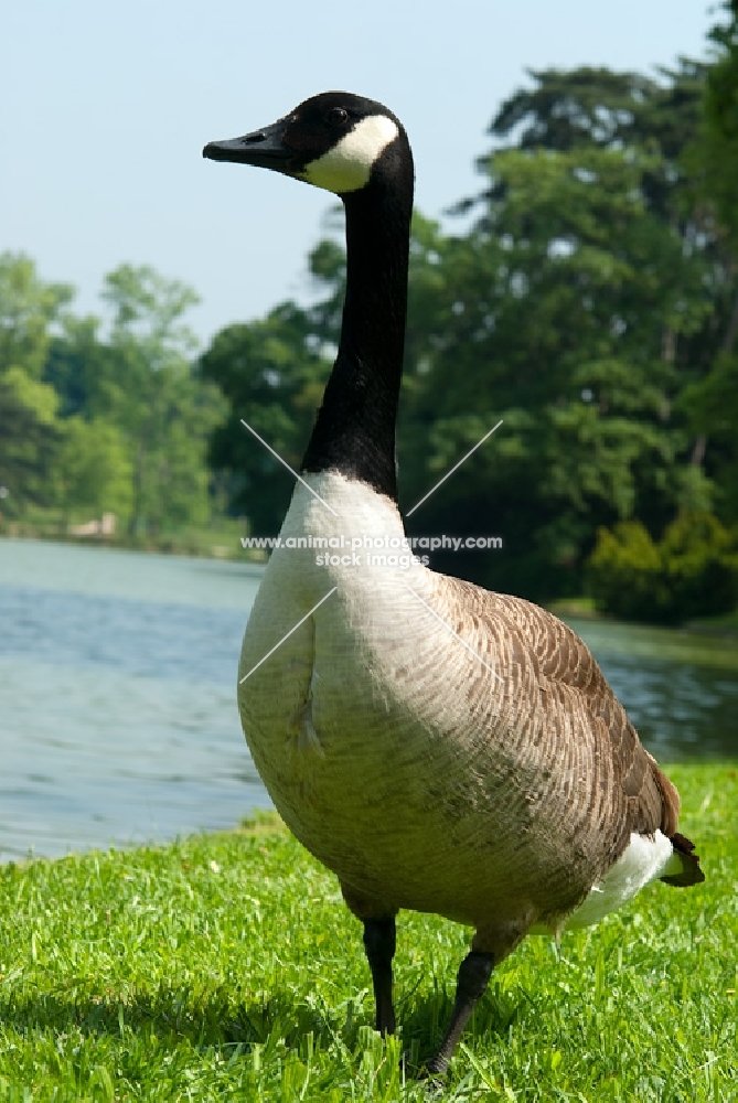 canadian goose full body