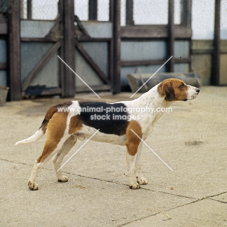 harrier standing in a enclosure at hunt kennels