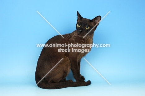 brown burmese cat sitting