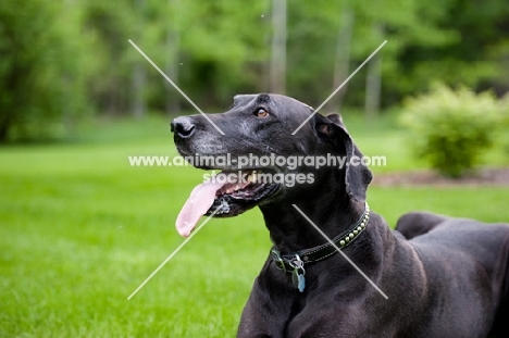 Black Great Dane lying in green yard.