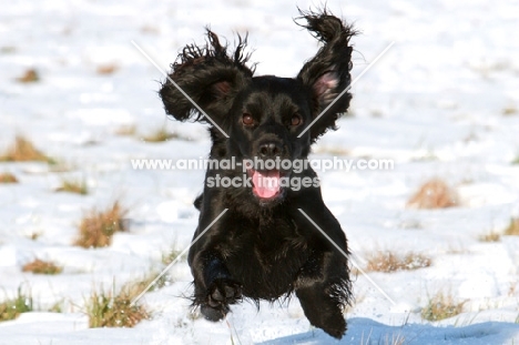 black English Cocker Spaniel running in snow