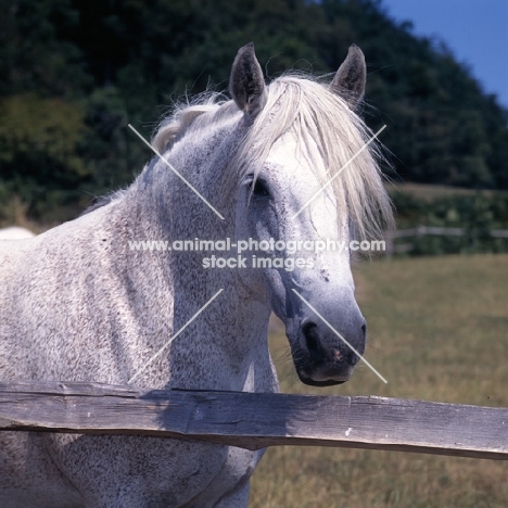 Connemara mare head and shoulders  