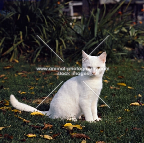 champion orange eyed white short hair cat on grass with leaves