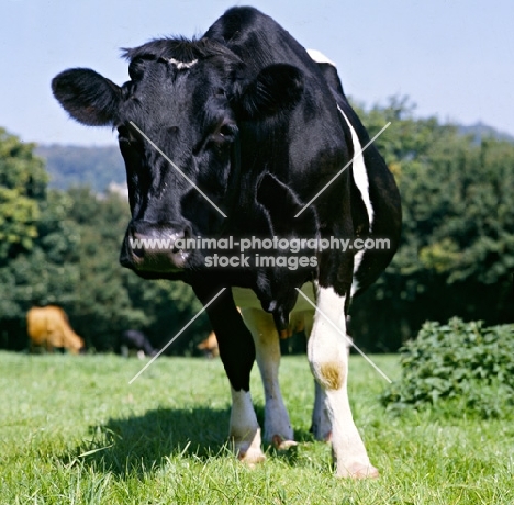 holstein friesian cow looking at photographer