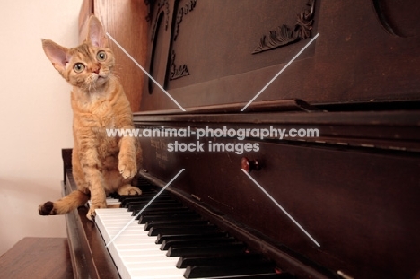 Devon Rex on piano