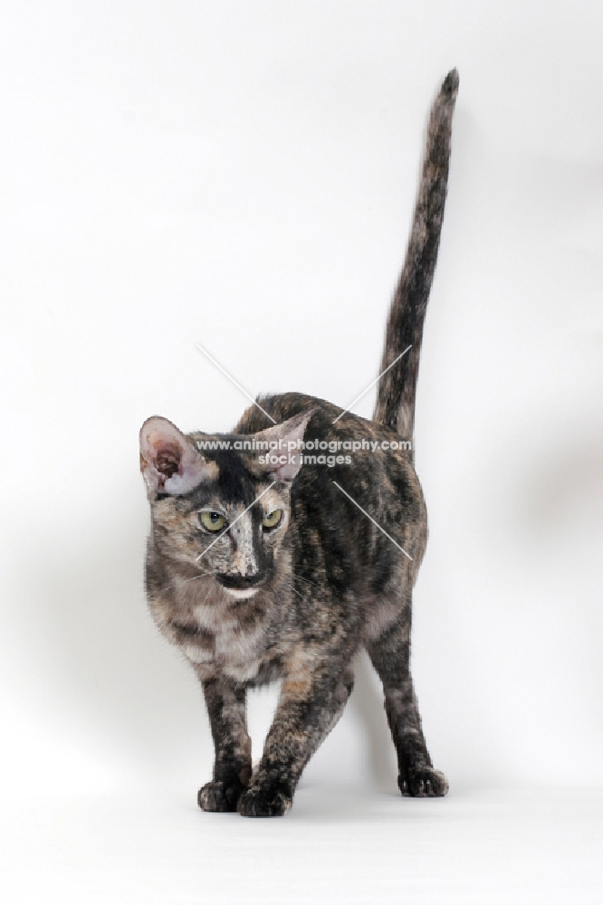 Oriental Shorthair tailup, black smoke tortie colour