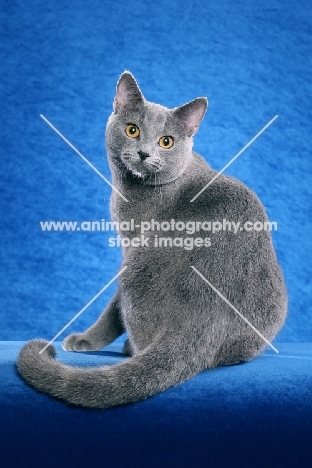 Chartreux sitting on blue background, back view