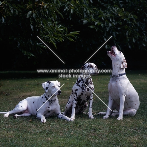 three obedient dalmatians, one with  liver spots, and complaining