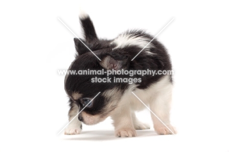 longhaired Chihuahua puppy, looking away
