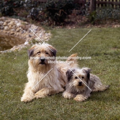 two mongrel dogs lying on lawn