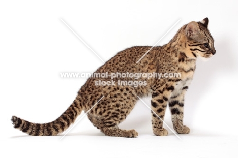 Golden Spotted Tabby