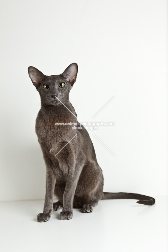 oriental shorthair cat sitting and looking at camera