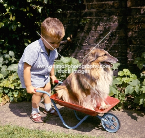 little boy pushing Shetland Sheepdog in a wheelbarrow