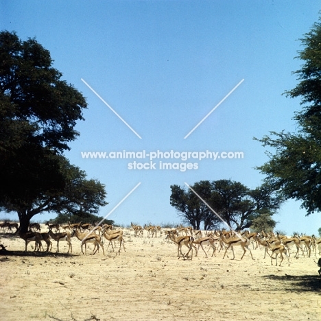 herd of springbok in the kalahari desert