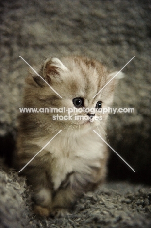 Scottish Fold kitten