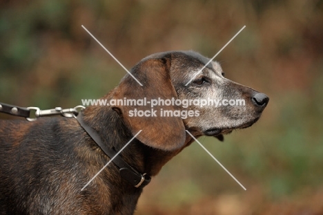 Bavarian Mountain Hound profile