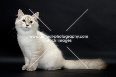 blue lynx point & white Siberian cat, sitting