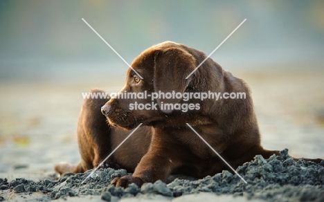 chocolate Labrador puppy in sand