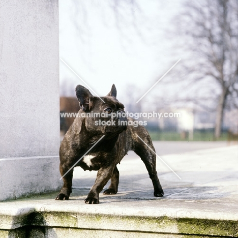 french bulldog standing by steps