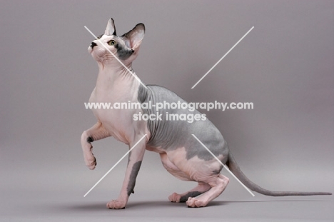 Sphynx cat looking up, one leg up